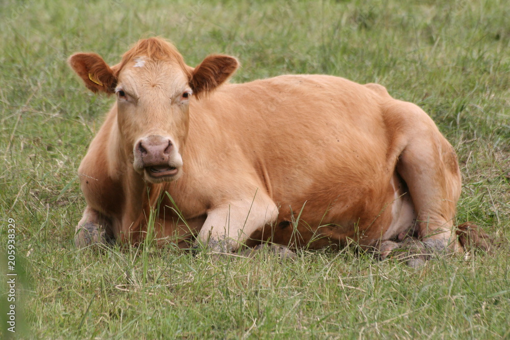Cow in a meadow, Somoskoujfalu, Hungary Cow in a meadow, Somoskoujfalu, Hungary