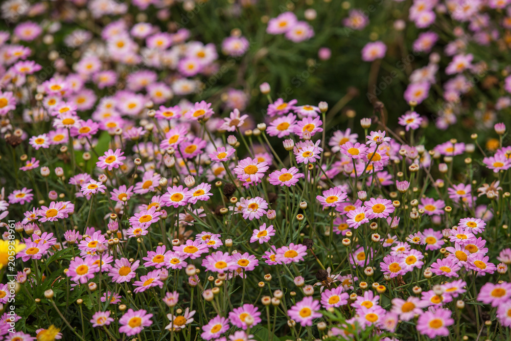 Beautiful white Narrowleaf Zinnia or Classic Zinnia flowers