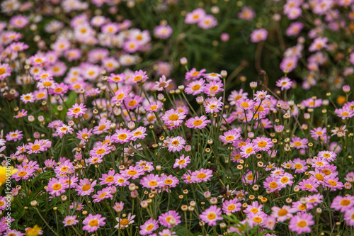 Beautiful white Narrowleaf Zinnia or Classic Zinnia flowers