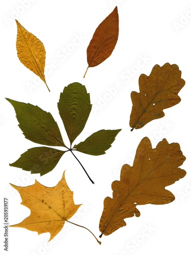 Set of autumn leaves isolated on white background. Herbarium. Leaves of different trees and shrubs, the top view. Photo close-up