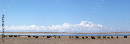 Konstfotografi Panorama of Gurla Mandhata Mount and herd of yaks at Manasarovar lake in Tibet