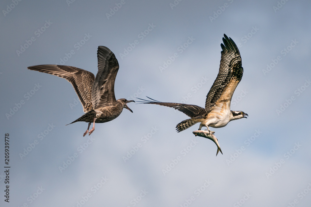 Fototapeta premium Osprey Vs. Gull V