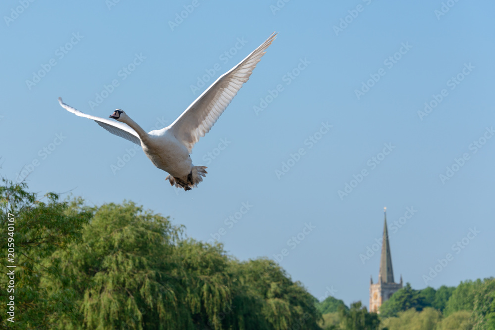 mute swan taking off with church tower and spire in background with willow trees and boats on the river mute swan taking off with church tower and spire in background with willow trees and boats on the river