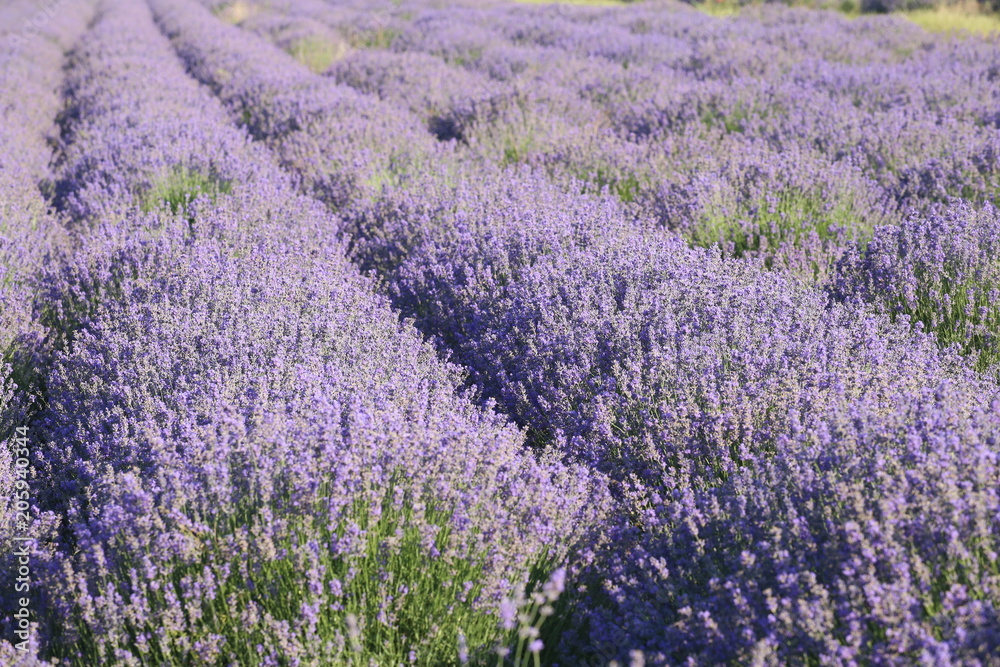 Obraz premium lavender field Provence France