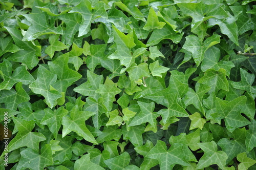 Green plant wall, background and texture