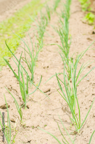 Young shoots of onions. Green long shoots of onion leaves, growing vegetables in the field. A farm for growing ecologically clean etchings and crops. Agro-industry, organic, fresh green.