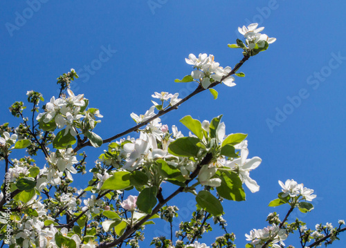 Apple tree branch blooms in the Park © Наталья Вавилина