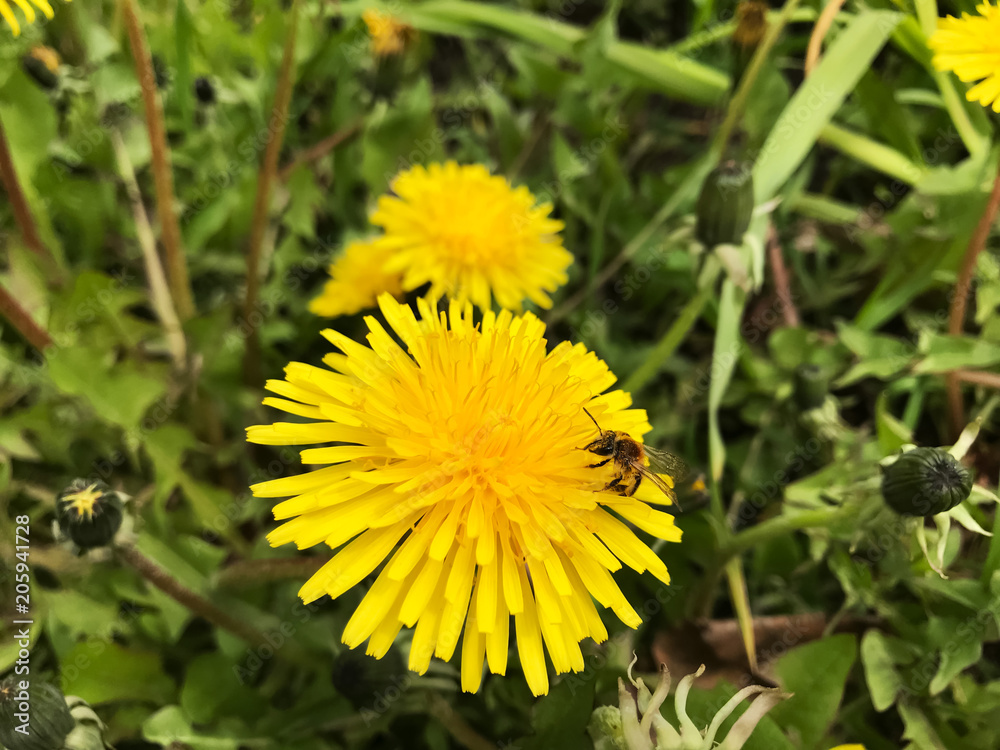 Bright yellow dandelion and wasp Bright yellow dandelion and wasp