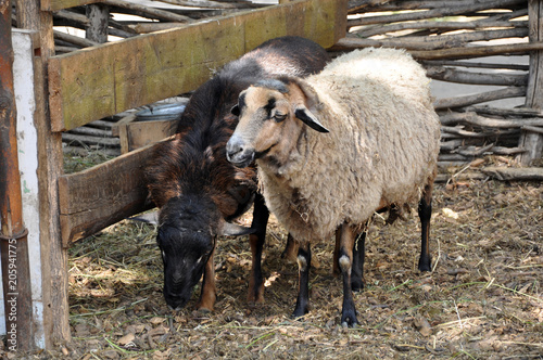 cute sheepon the farm outdoor