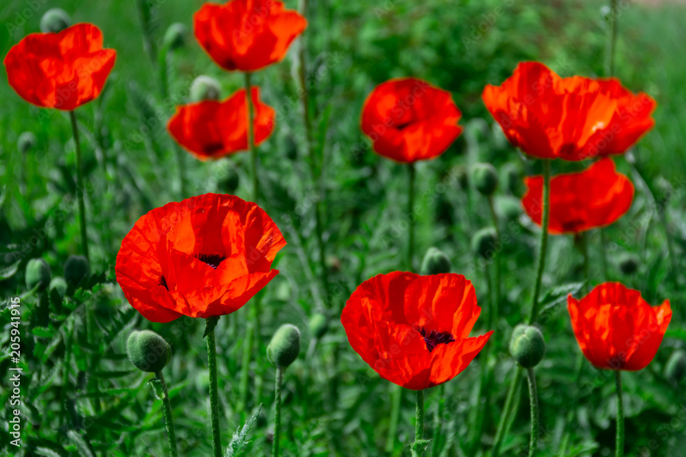fresh beautiful red poppies on green field fresh beautiful red poppies on green field