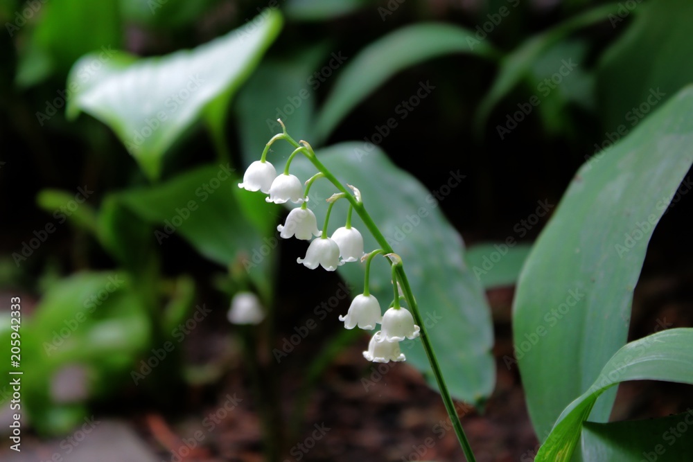 Obraz premium Lily of the valley flowers in a garden