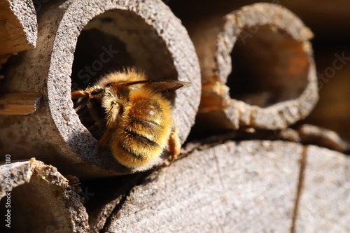 Wild bee © ramund88