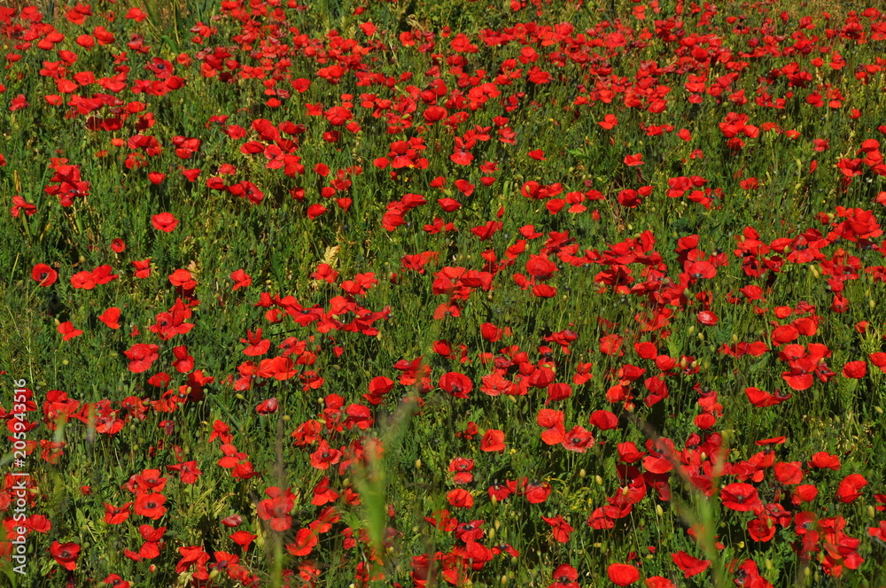 Feld mit roten Mohnblumen