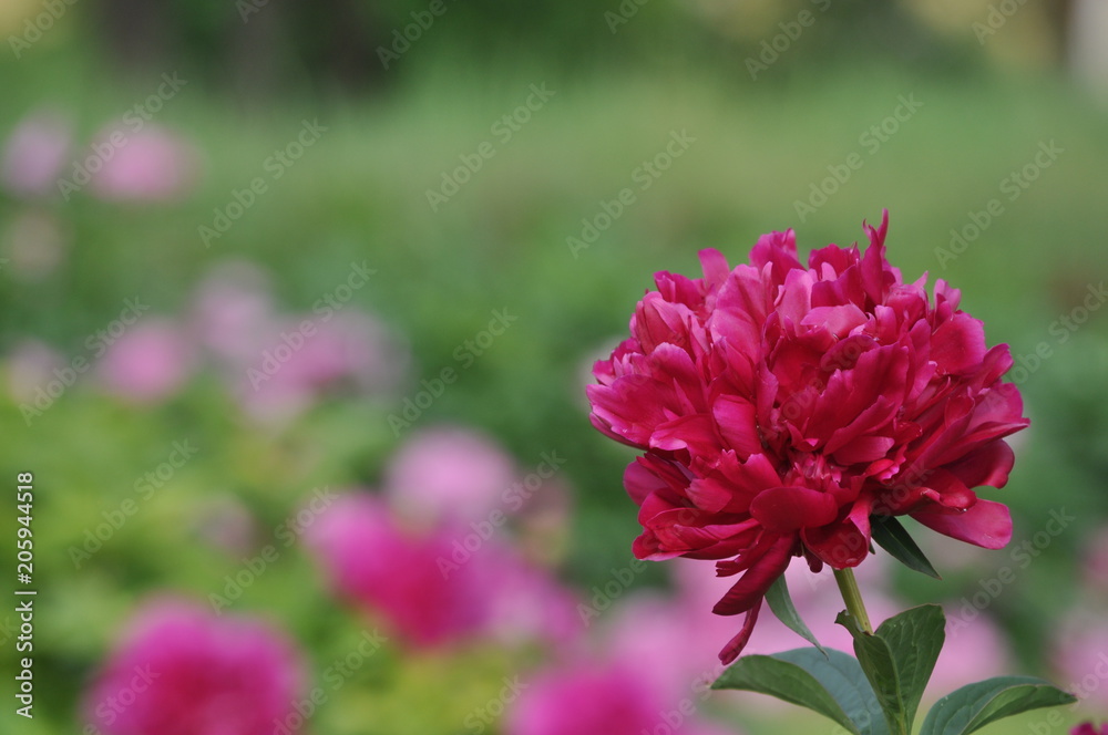A flower of a red peony on a background of a blured flowers A flower of a red peony on a background of a blured flowers