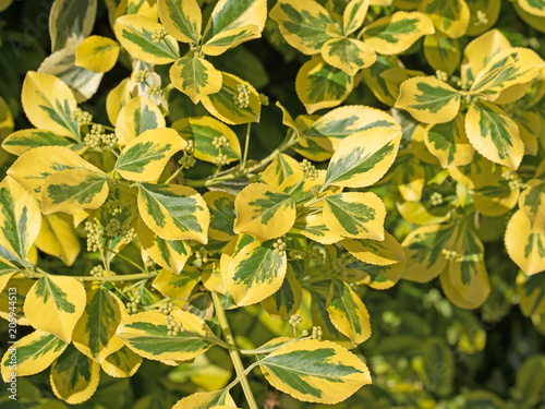 Kletter-Spindelstrauch, Euonymus fortunei, photo