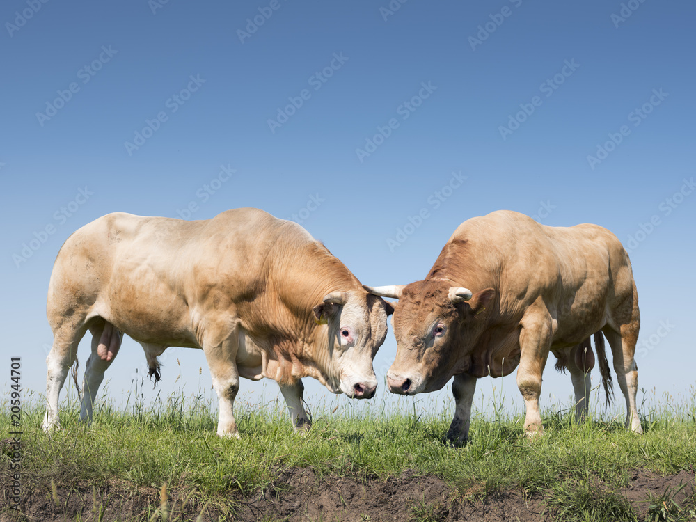 two blonde d'aquitaine bulls in dutch green grassy meadow in the netherlands