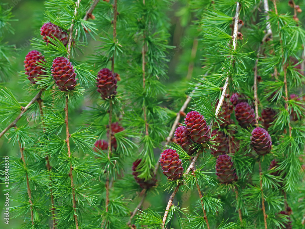 many larch cones on european larch, close up many larch cones on european larch, close up