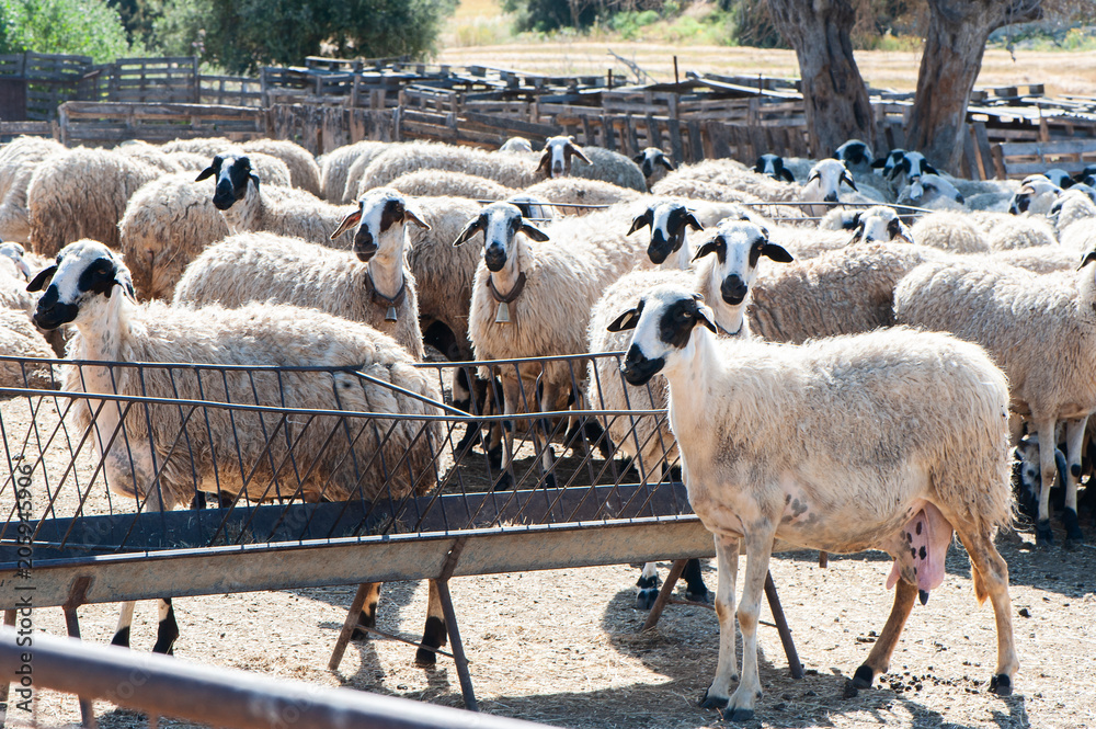 Fototapeta premium Herd of sheep in a pen, in a colorful village