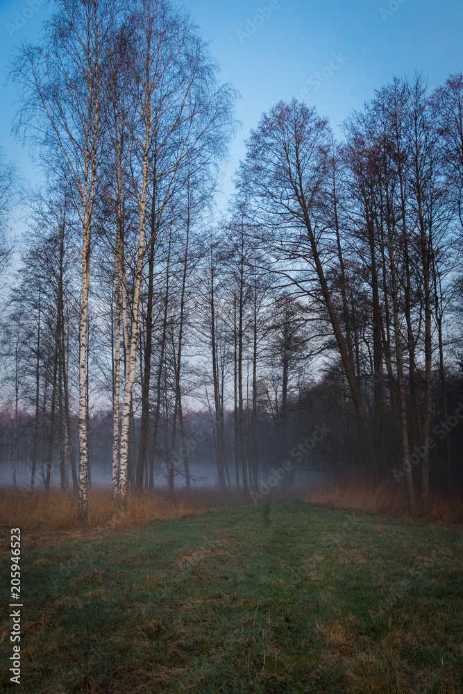 Obraz premium fog i the wild forest at the atumn morning