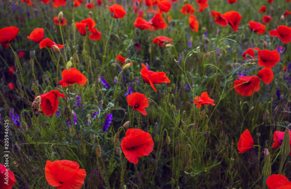 Fototapeta premium wild poppy flower at sunset