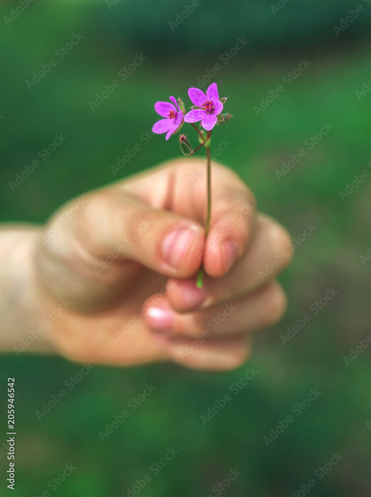  hand giving wild flower with love at sunset . beautiful background