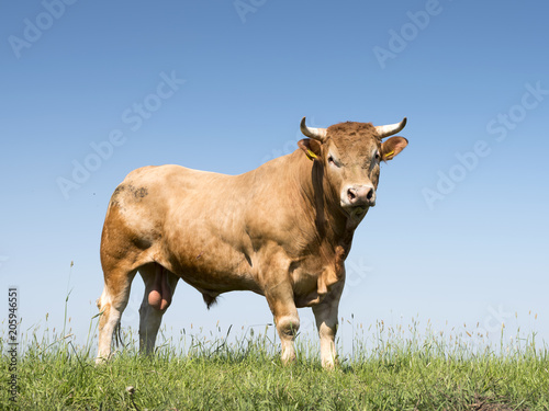 blonde d'aquitaine bull in green grassy meadow with blue sky as background