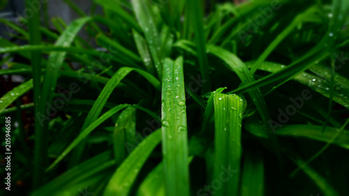 beautiful drops on grass after rain in the garden