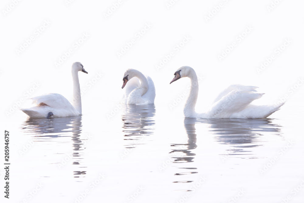 Fototapeta premium Three White Swans are Swimming on the Calm Water