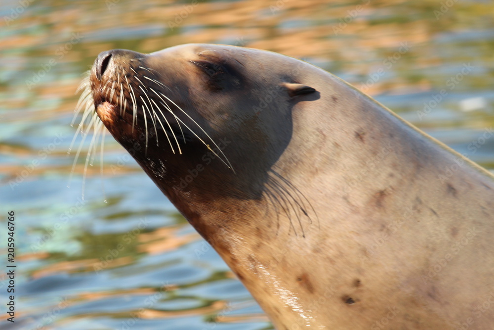 Fototapeta premium Seal Close Up