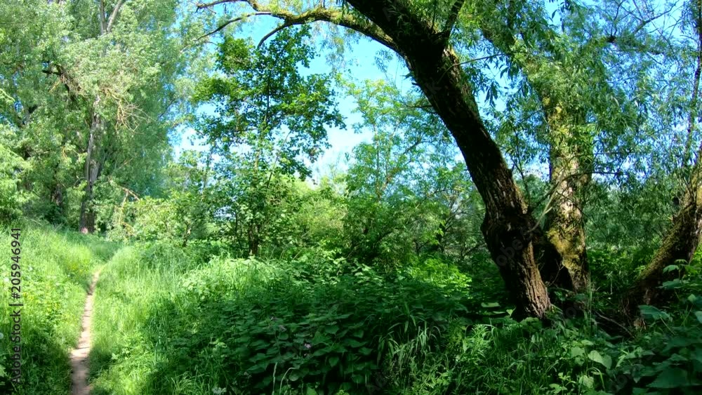 Auwald am Main, Natur pur, unberührte Natur, Gimbal, Urwald, Naturschutz, 4K Auwald am Main, Natur pur, unberührte Natur, Gimbal, Urwald, Naturschutz, 4K