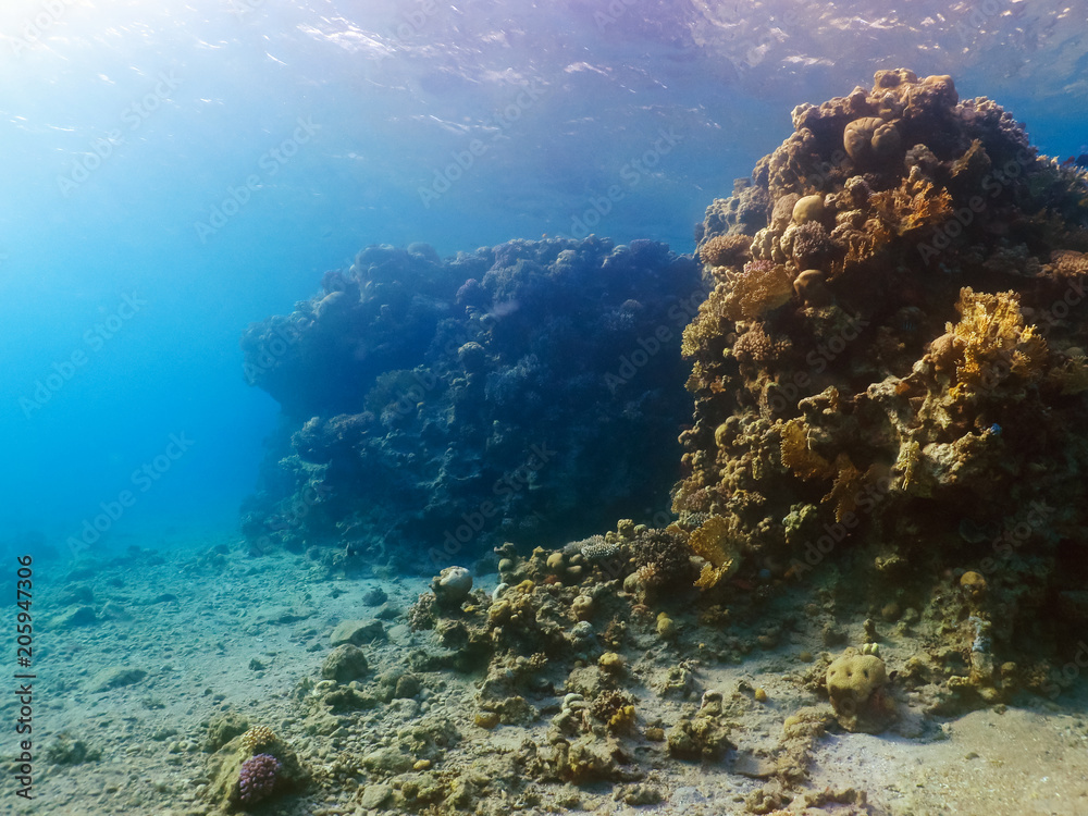 Obraz premium Diving in underwater coral reef world