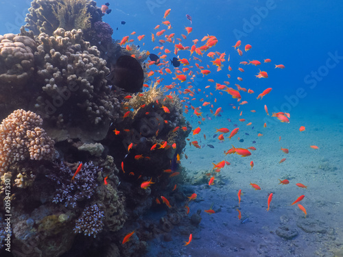 Diving in underwater coral reef world