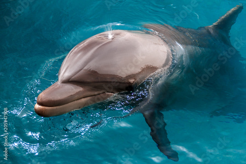 The yong Bottlenose dolphin is swimming in red sea