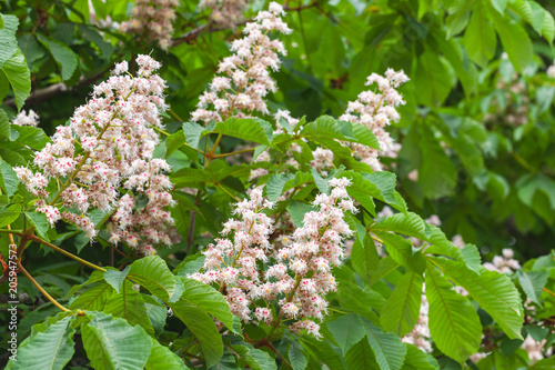 Blooming horse chestnut tree, Castanea