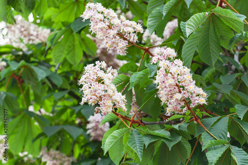 Blooming chestnut tree, Castanea