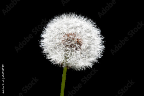 Fototapeta Naklejka Na Ścianę i Meble -  Dandelion flower with fluff isolated on black