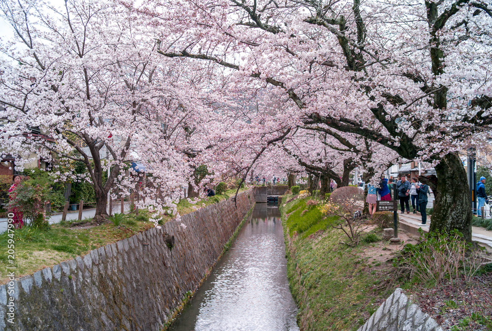 Japanese Cherry blossoms