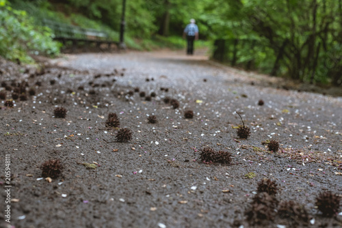 Sweet gum tree seed balls  photo