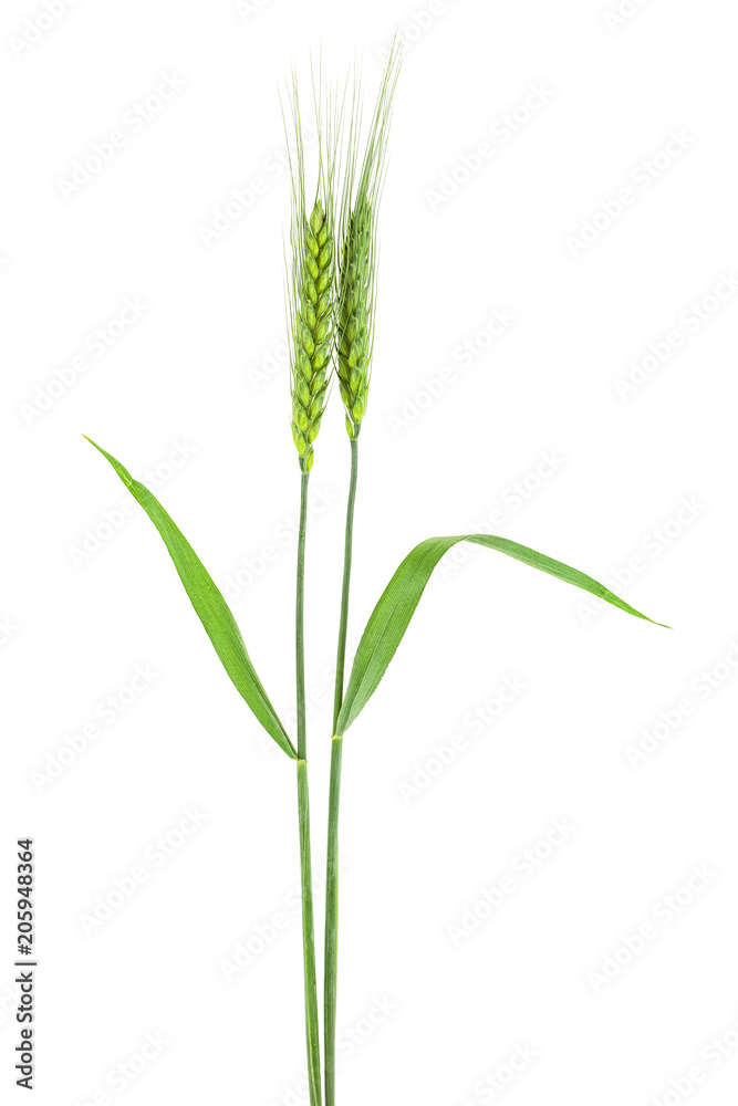 Green spikelets of wheat on white background Green spikelets of wheat on white background