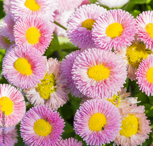 Beautiful daisy flowers on green meadow 