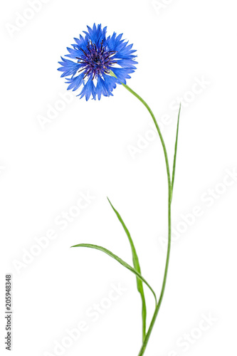 Blue Cornflower Herb flower isolated on white background