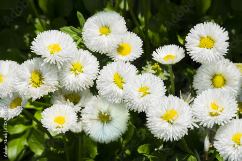 Beautiful daisy flowers on green meadow photo