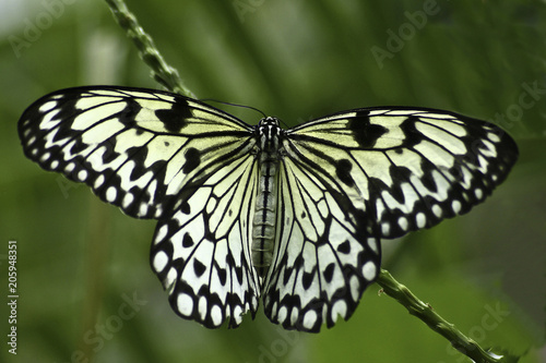 Blacn and white striped Tree Nymph (Idea Leuconoe) butterfly