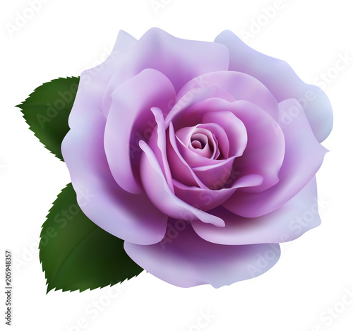Realistic purple rose, Queen of beauty.