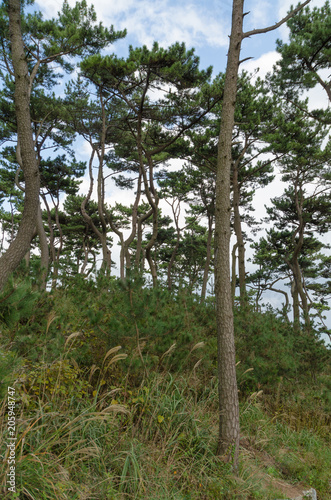 Fototapeta Naklejka Na Ścianę i Meble -  Grove of Korean pine