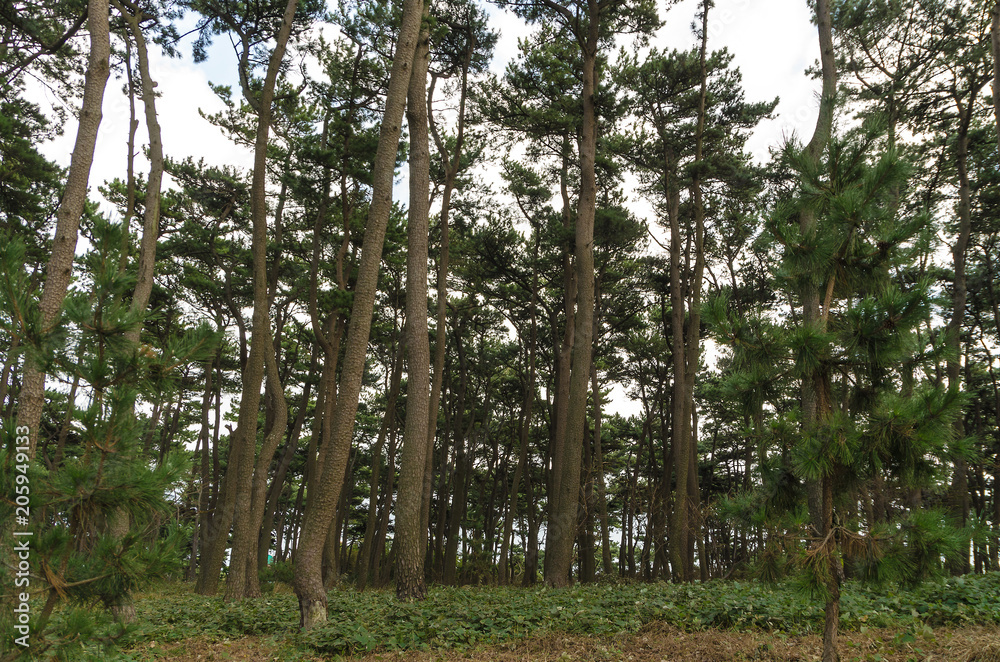 Grove of Korean pine Grove of Korean pine