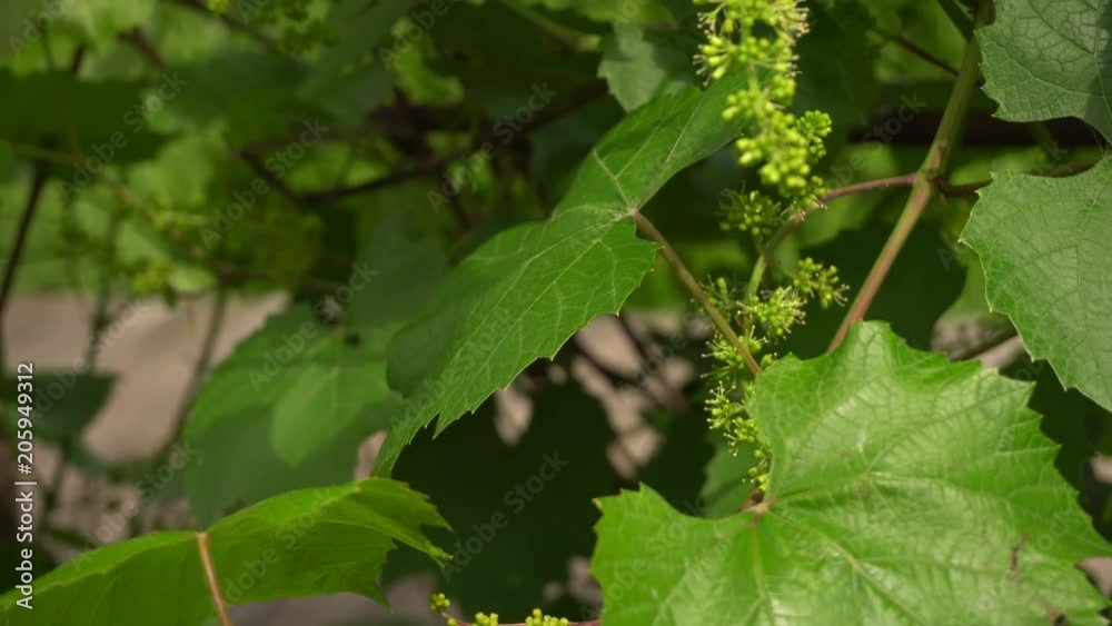 flowering grapes in spring flowering grapes in spring