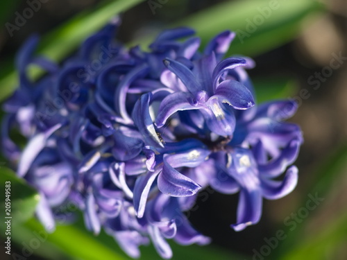 Violet spring flowers. Summer purple flowers