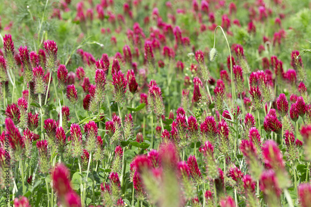 Red Clover in Detail on the spring Field Red Clover in Detail on the spring Field