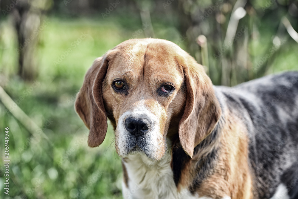 Hunting and detection dog. Dog with long ears on summer outdoor. Beagle walk on fresh air. Cute pet on sunny day. Companion or friend and friendship concept, vintage filter Hunting and detection dog. Dog with long ears on summer outdoor. Beagle walk on fresh air. Cute pet on sunny day. Companion or friend and friendship concept, vintage filter